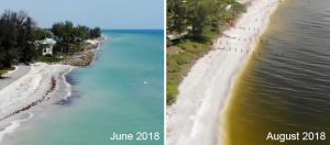 Casey Key, Florida, before (June 2018) and during (August 2018) red tide.