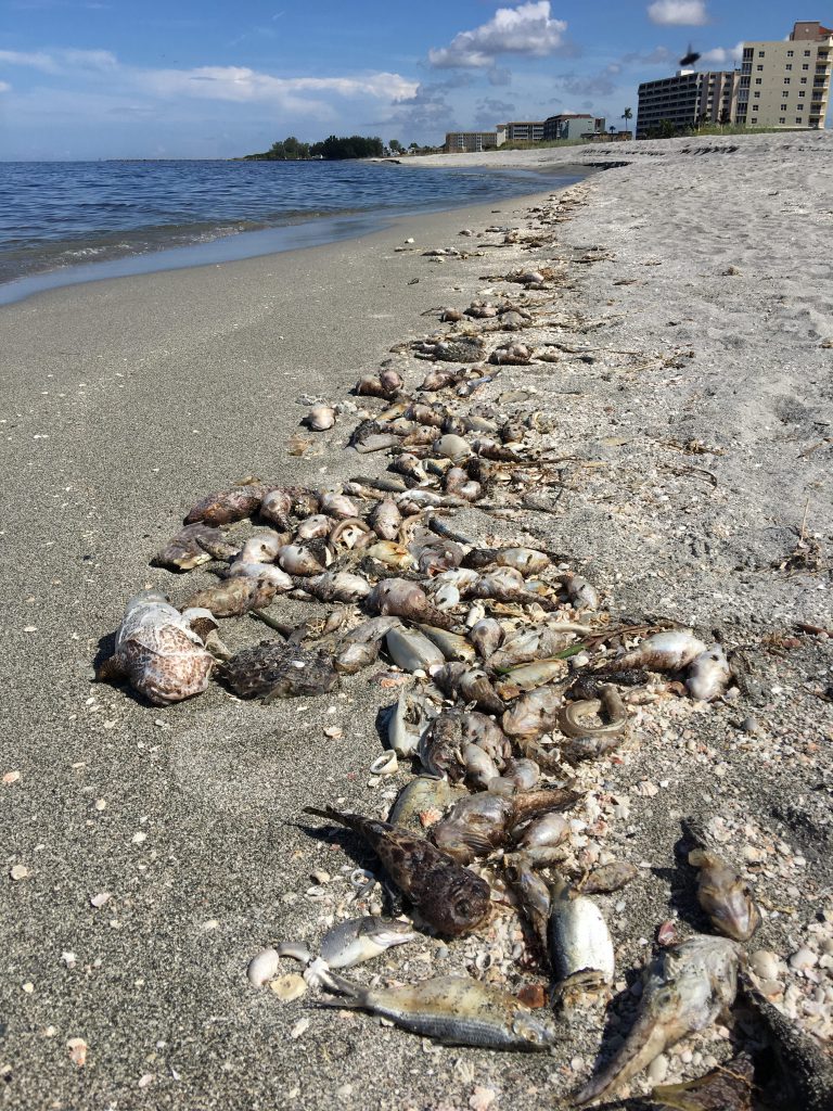 Dead fish on beach near Sarasota, Florida, killed by brevetoxins from 2018 red tide. 