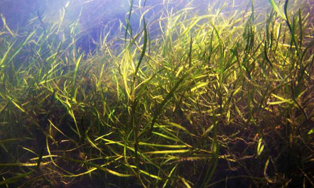 Healthy submerged aquatic vegetation in Chesapeake Bay.