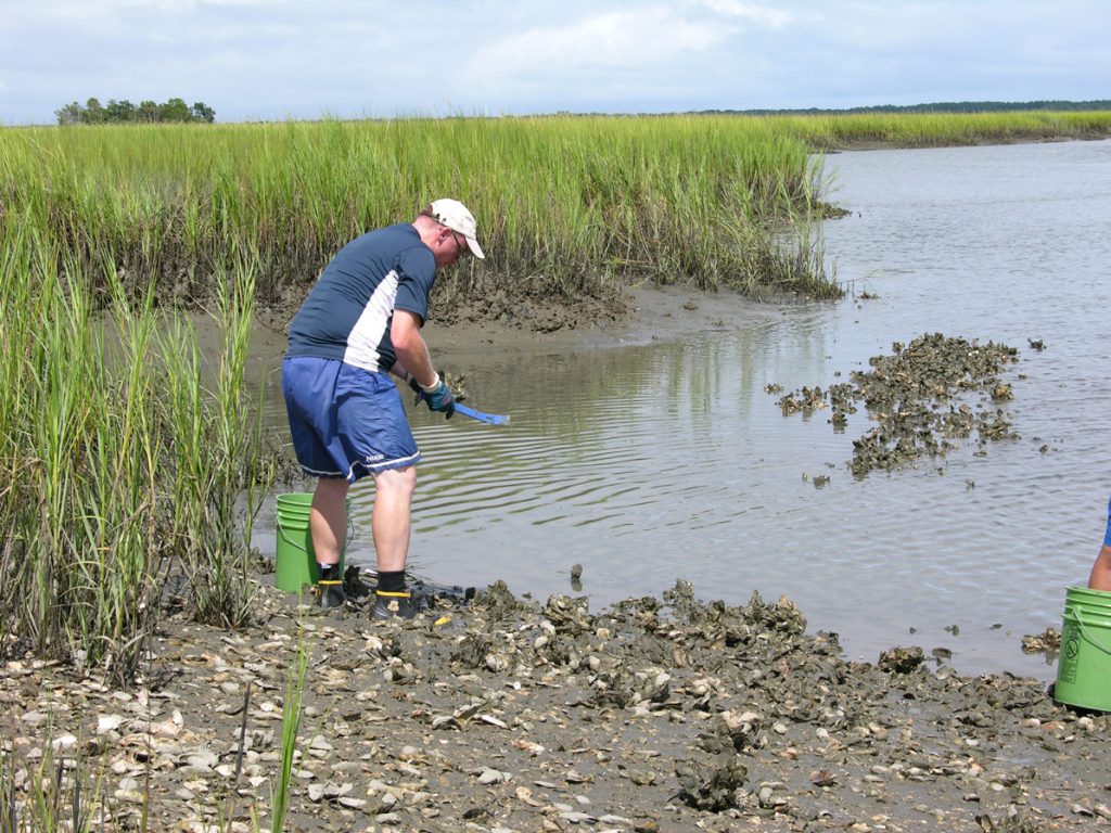 Photo of oyster collection in a South Carolina tidal marsh.