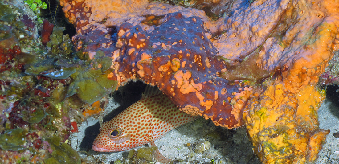 Coral Reef Expedition Marks Fifteen Years Of Discovery In Caribbean ...