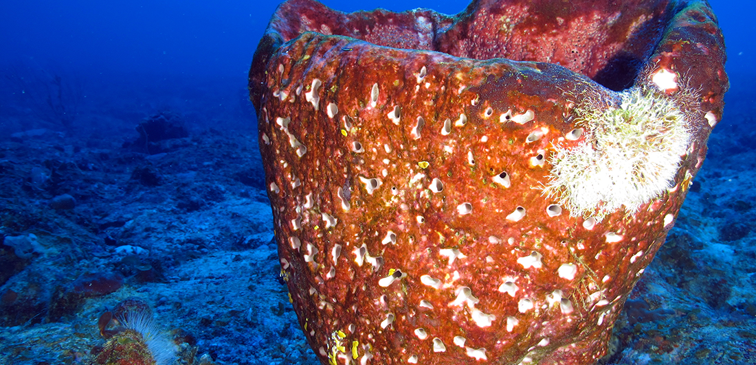 Coral Reef Expedition Marks Fifteen Years Of Discovery In Caribbean ...