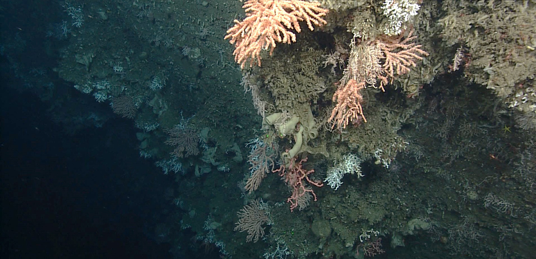 NOAA Pays Tribute to Marine Spatial Ecologist Dr. Brian Kinlan During ...