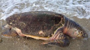 NCCOS Event Response Examines Sea Turtle Mortalities and Dietary Exposure to Red Tide Toxins