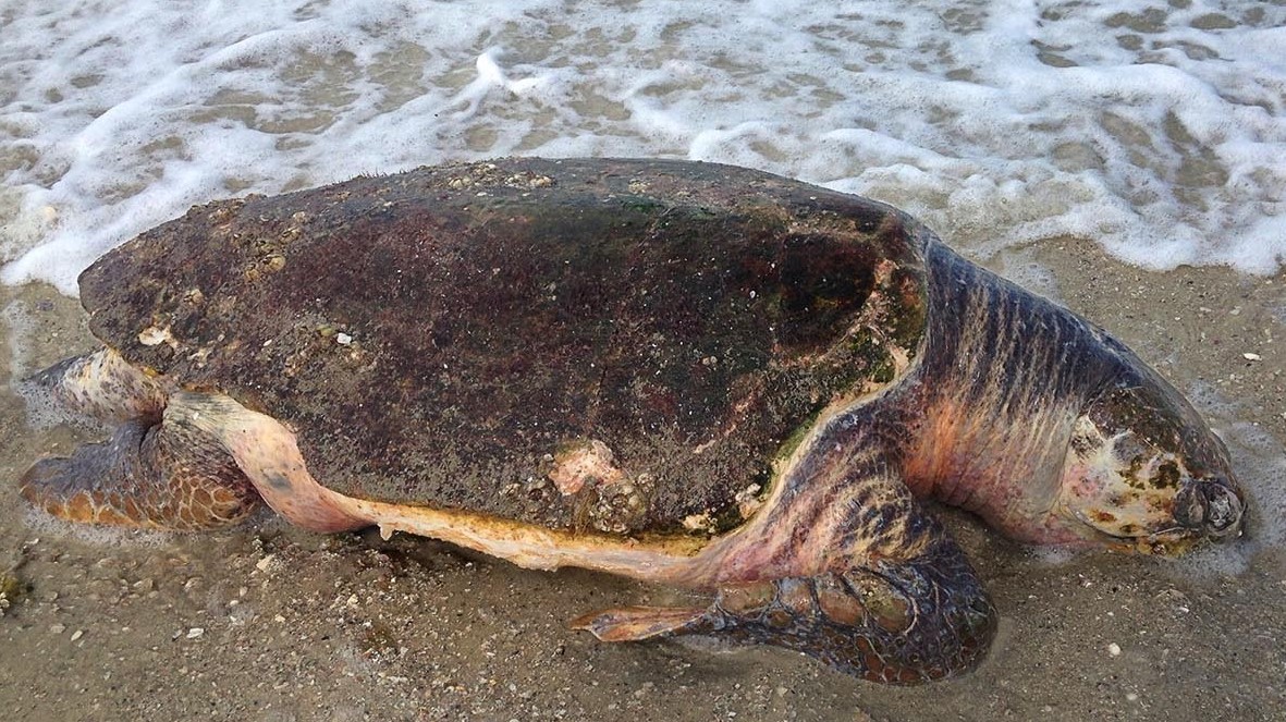 NCCOS Event Response Examines Sea Turtle Mortalities and Dietary ...