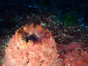 Giant barrel sponges are hijacking Florida's coral reefs