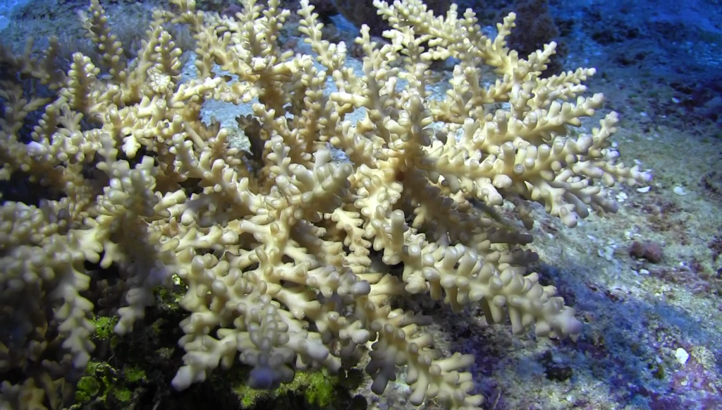 Mesophotic Coral Ecosystems of American Samoa - NCCOS Coastal Science ...