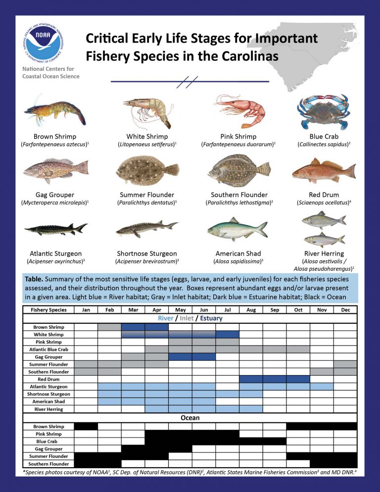 An Assessment of Fisheries Species to Inform TimeofYear Restrictions