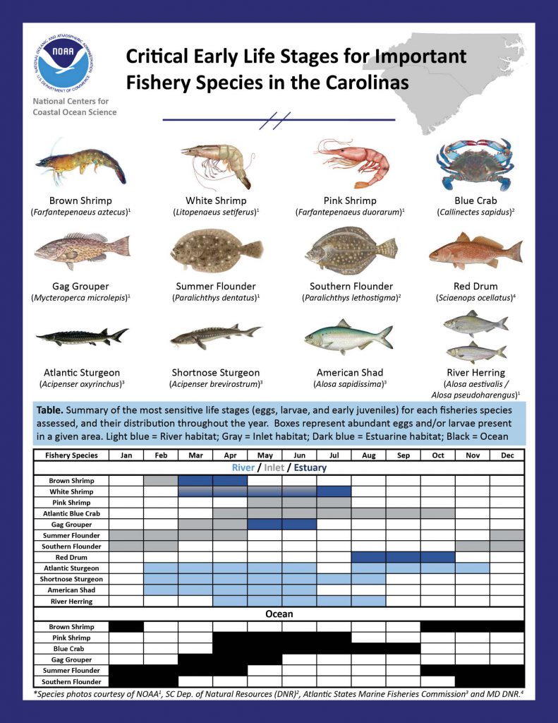 Graphic summarizing life history and essential fish habitat data for federally managed species in North Carolina and South Carolina. 