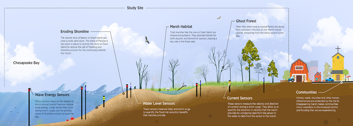 Figure 1: Detailed study site diagram from the Deal Island project site, where the project team has worked since 2017 measuring how NNBF reduces risks associated with storms and erosion. The team will use this type of project design at additional sites.