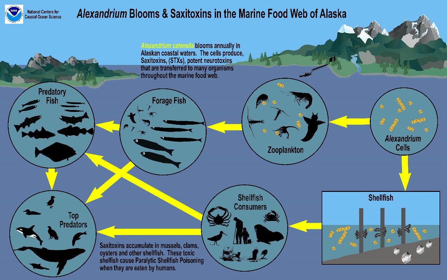 Prevalence of Paralytic Shellfish Toxins in Marine Food Webs of Prince ...