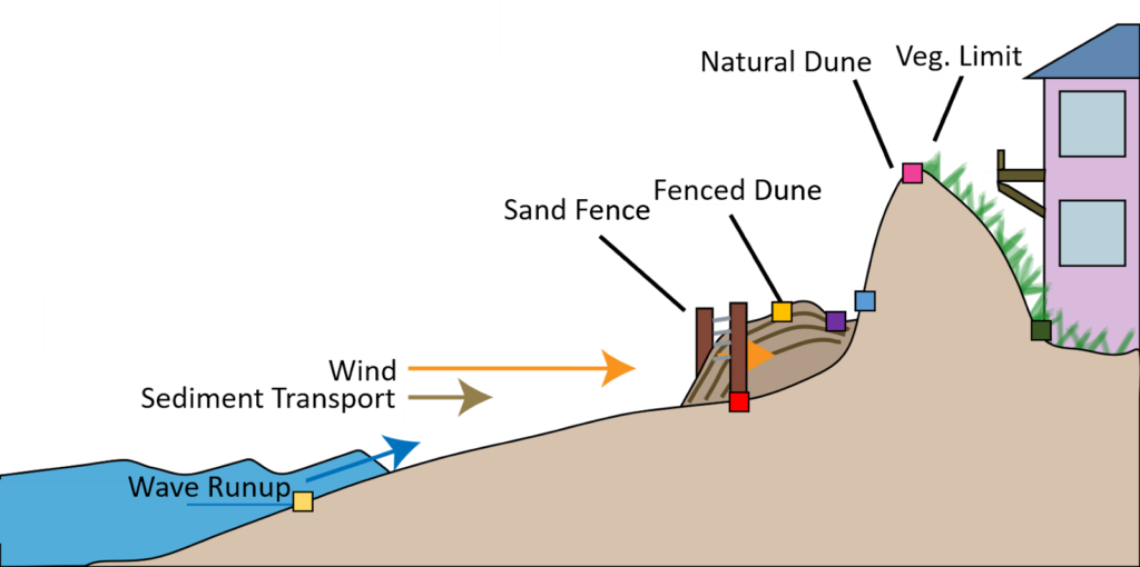 The Effect Of Sand Fencing On The Structure Of Natural Dune Systems Nccos Coastal Science Website