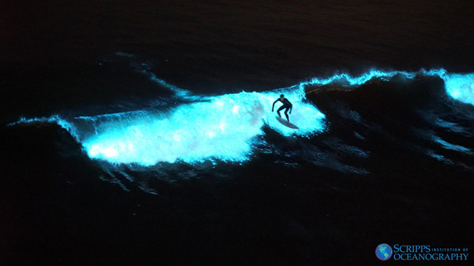 A surfer rides a bioluminescent wave from a bloom of L. polyedra.