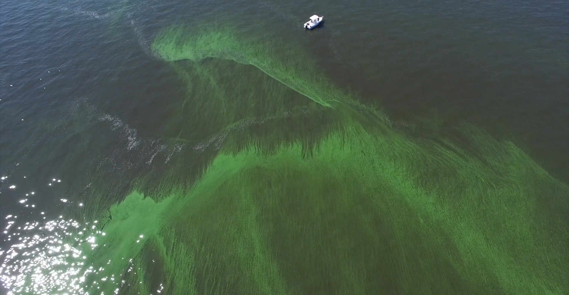 aerial view of cyanobacteria bloom in Maumee Bay, near Toldeo, Ohio, July 2015