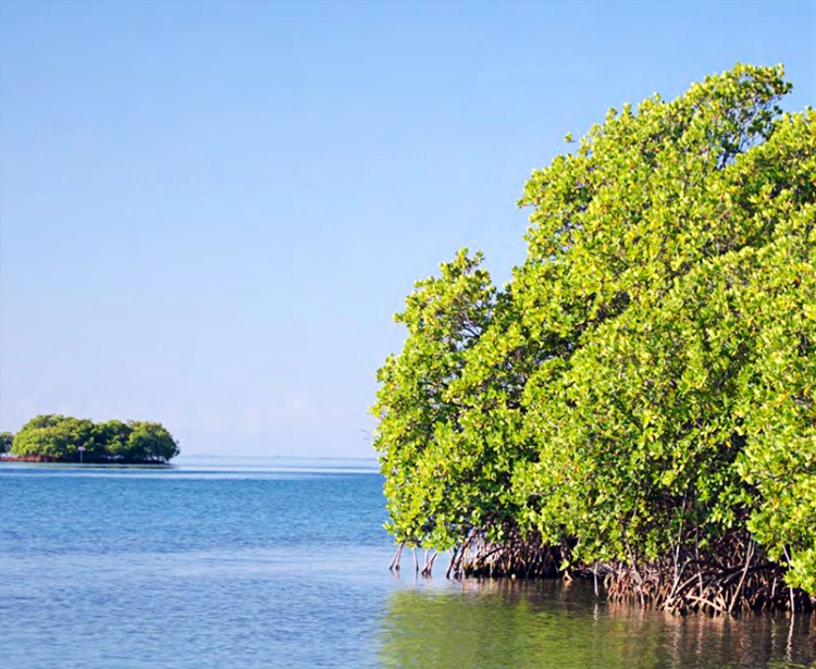 Study: Fish Biodiversity in a Caribbean Mangrove Bay 30-50% Lower than ...