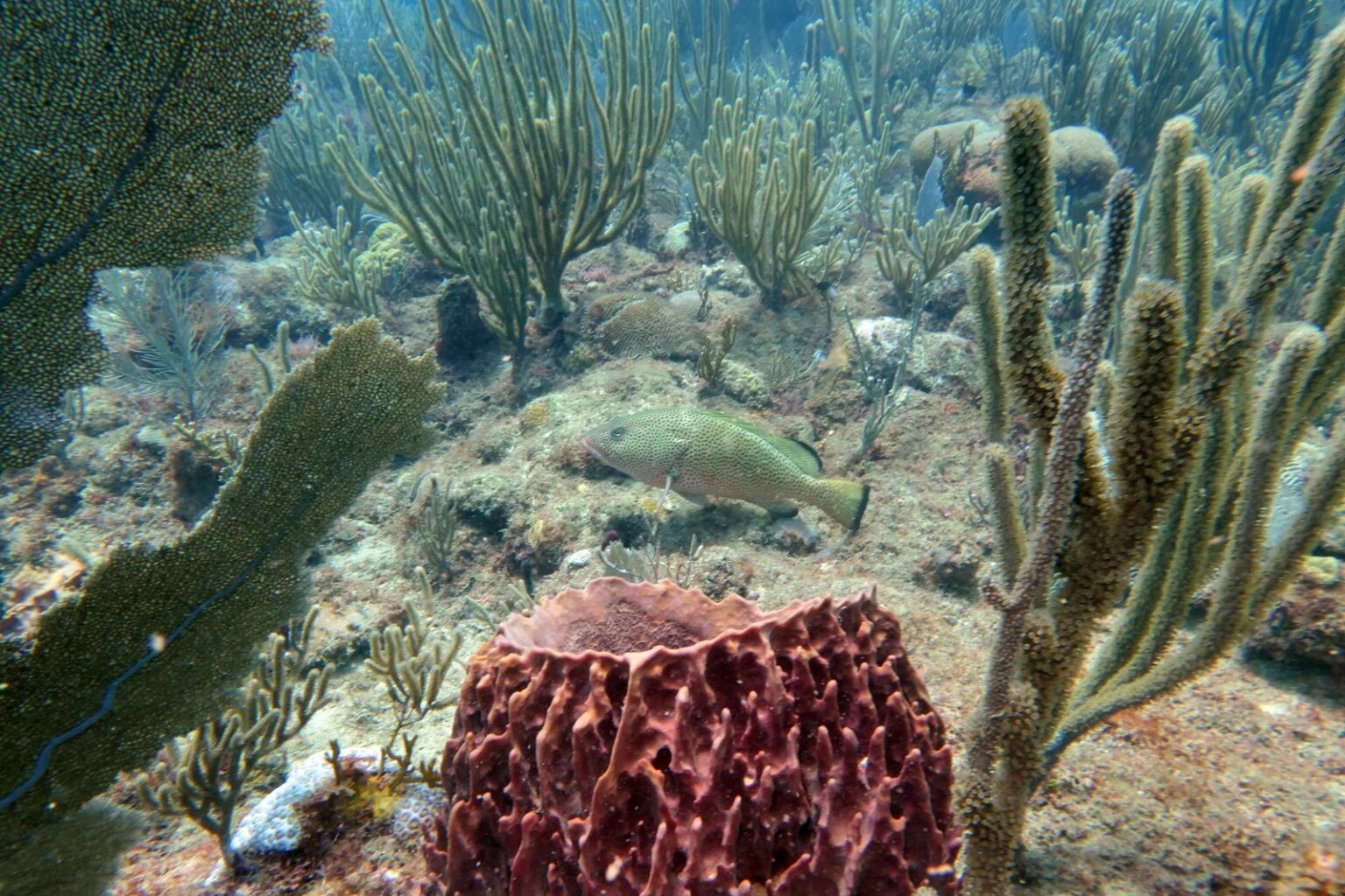 2019 Puerto Rico Coral Reef Monitoring Data Now Available - NCCOS ...