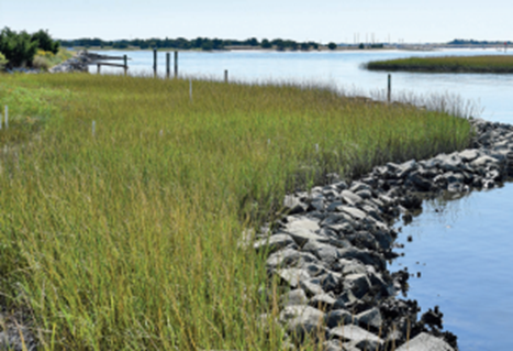 Researchers Survey Living Shoreline at NCCOS Lab in Beaufort, North Carolina