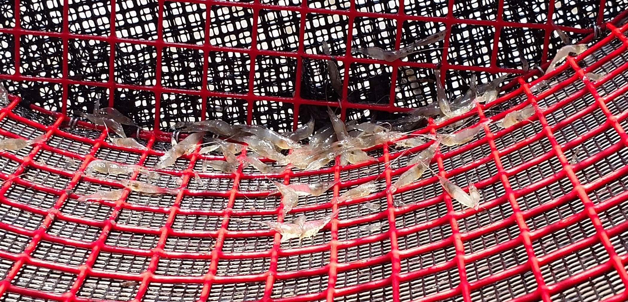 Shrimp inside cage after two weeks in the field.