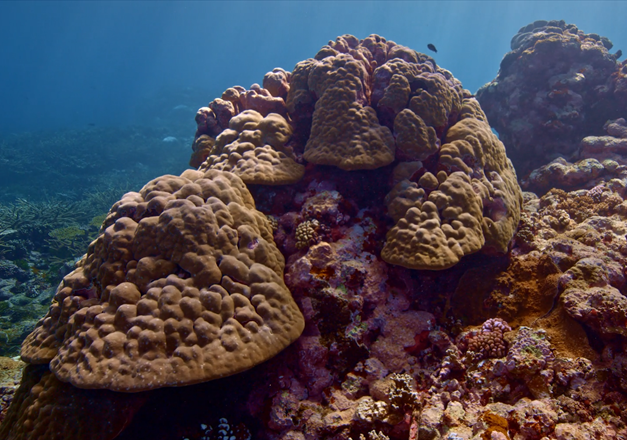 Coral reef in American Samoa.