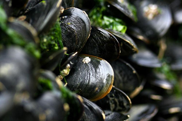 Blue Mussels (Mytilus edulis).