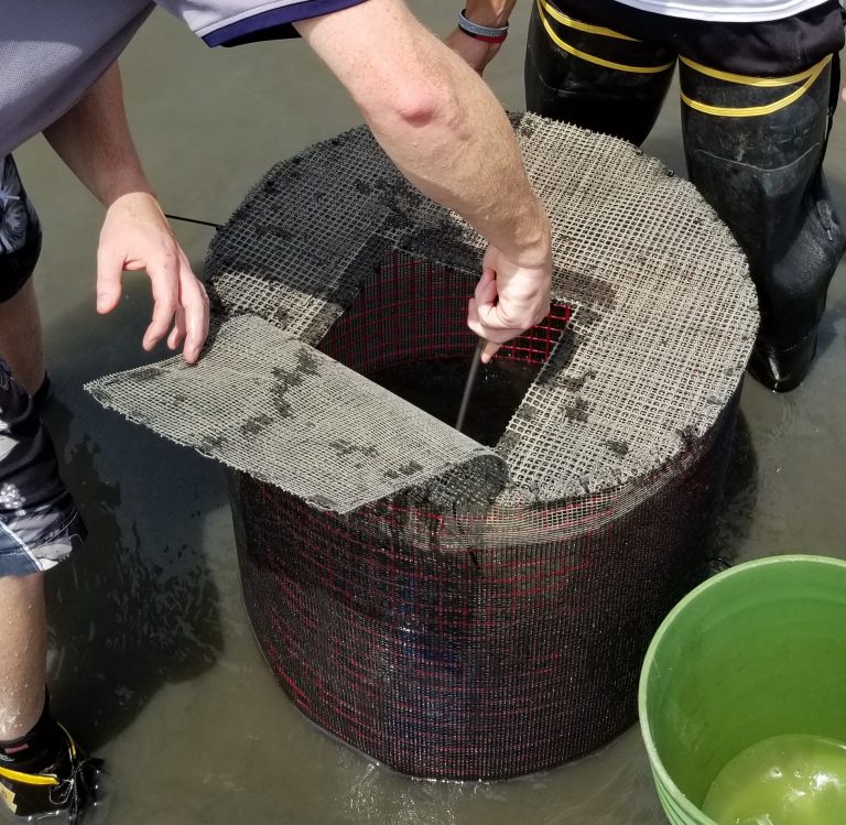 Project team member removes shrimp from cage deployed in field for two weeks.