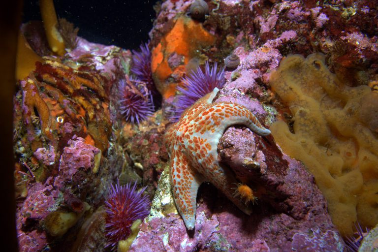 A leather sea star clings to a rock