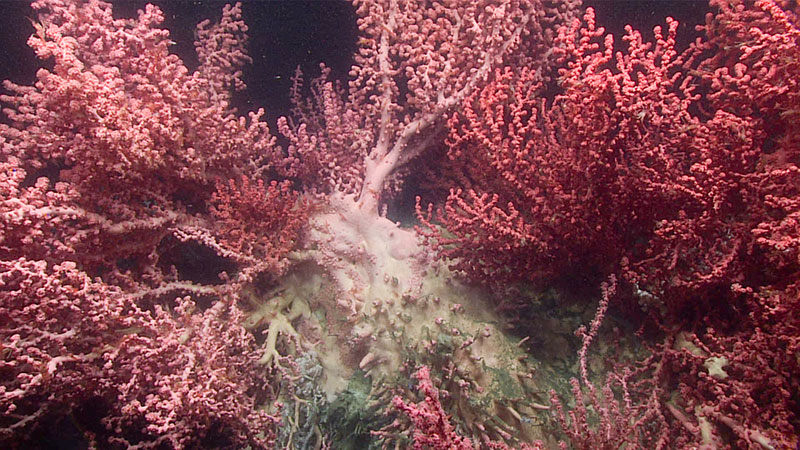 2. [FeaturePhoto2_Paragorgia.jpg] “Close-up view of a wall of deep-sea corals, mostly bubblegum coral (Paragorgia sp.) observed at Baltimore Canyon.” Credit: NOAA Office of Ocean Exploration and Research.