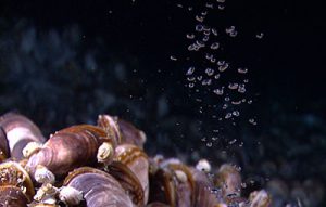 Bubbles of methane gas rise through a mussel bed at the Pascaguola dome.” Credit: NOAA Office of Ocean Exploration and Research.