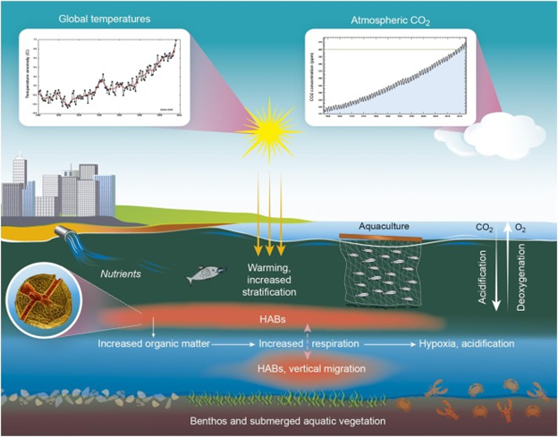 Harmful algal blooms, ocean acidification, and other environmental stressors co-occur in coastal ecosystems, threatening marine and aquatic resources and the human communities that rely on them.