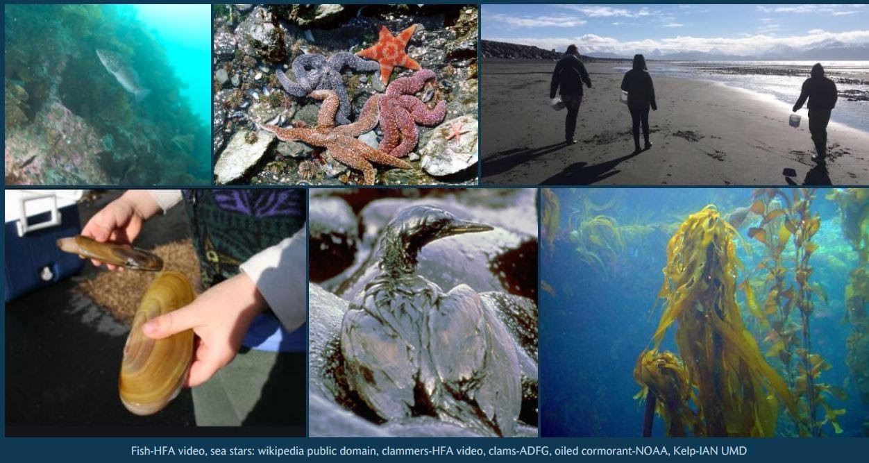 Now Available: Story Map Highlights Products from Kachemak Bay Ecosystem Assessment