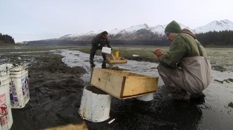 Scientist collects monitoring data in Kachemak Bay, Alaska. 