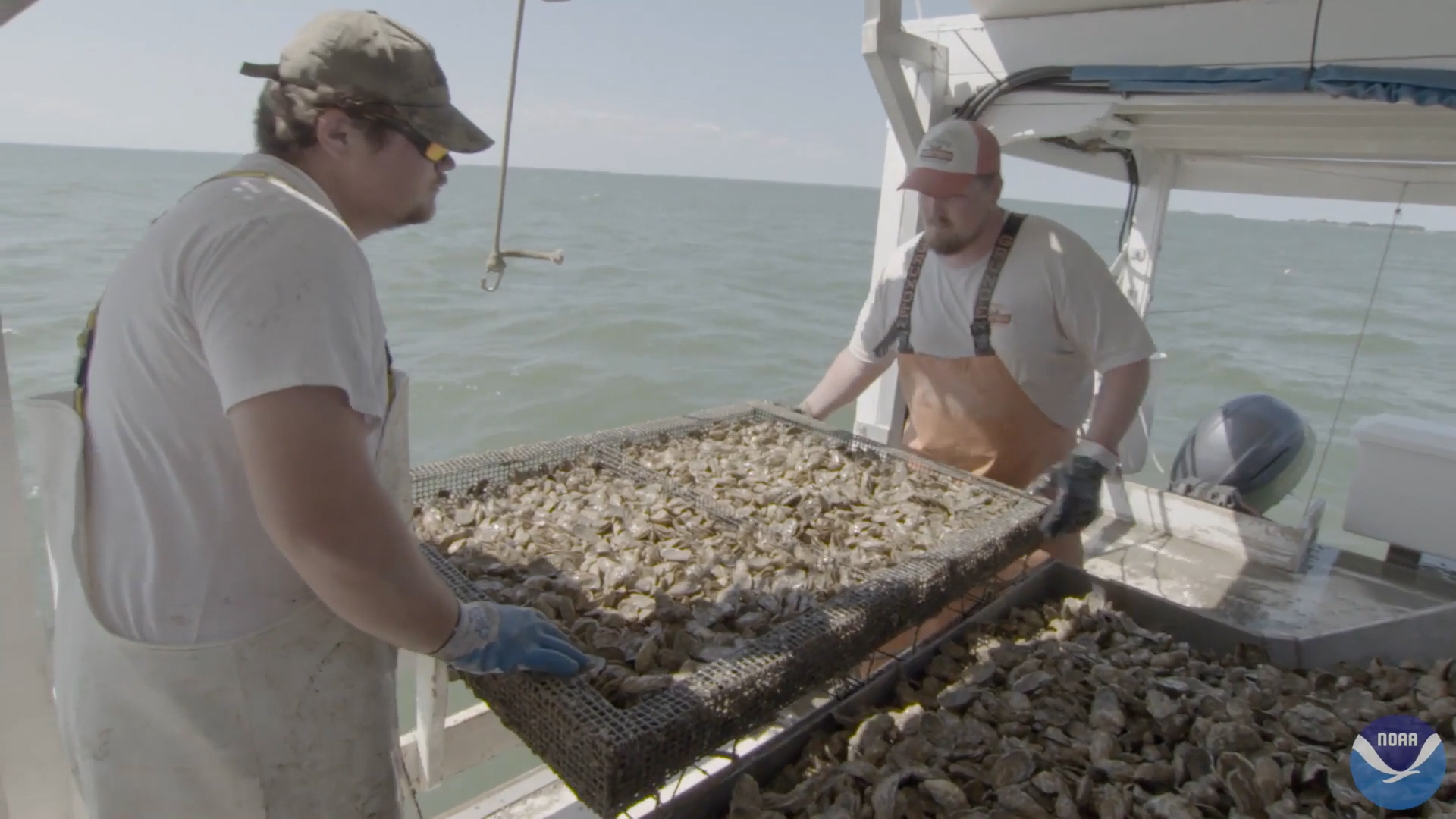 Oyster growers harvest oysters from Chesapeake Bay.