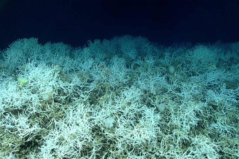 NOAA Completes Multi-year Study of Deep-sea Corals, Sponges in Southeast US