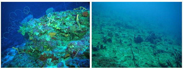 Study Finds Community Structure of Mesophotic Coral Ecosystems Varied Throughout the Year