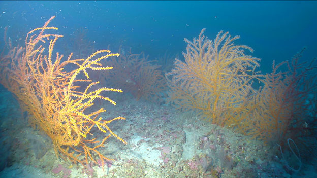 photo of Swiftia exserta sea fans at a depth of 210 feet on East Flower Garden Bank in the Gulf of Mexico, 2017.
