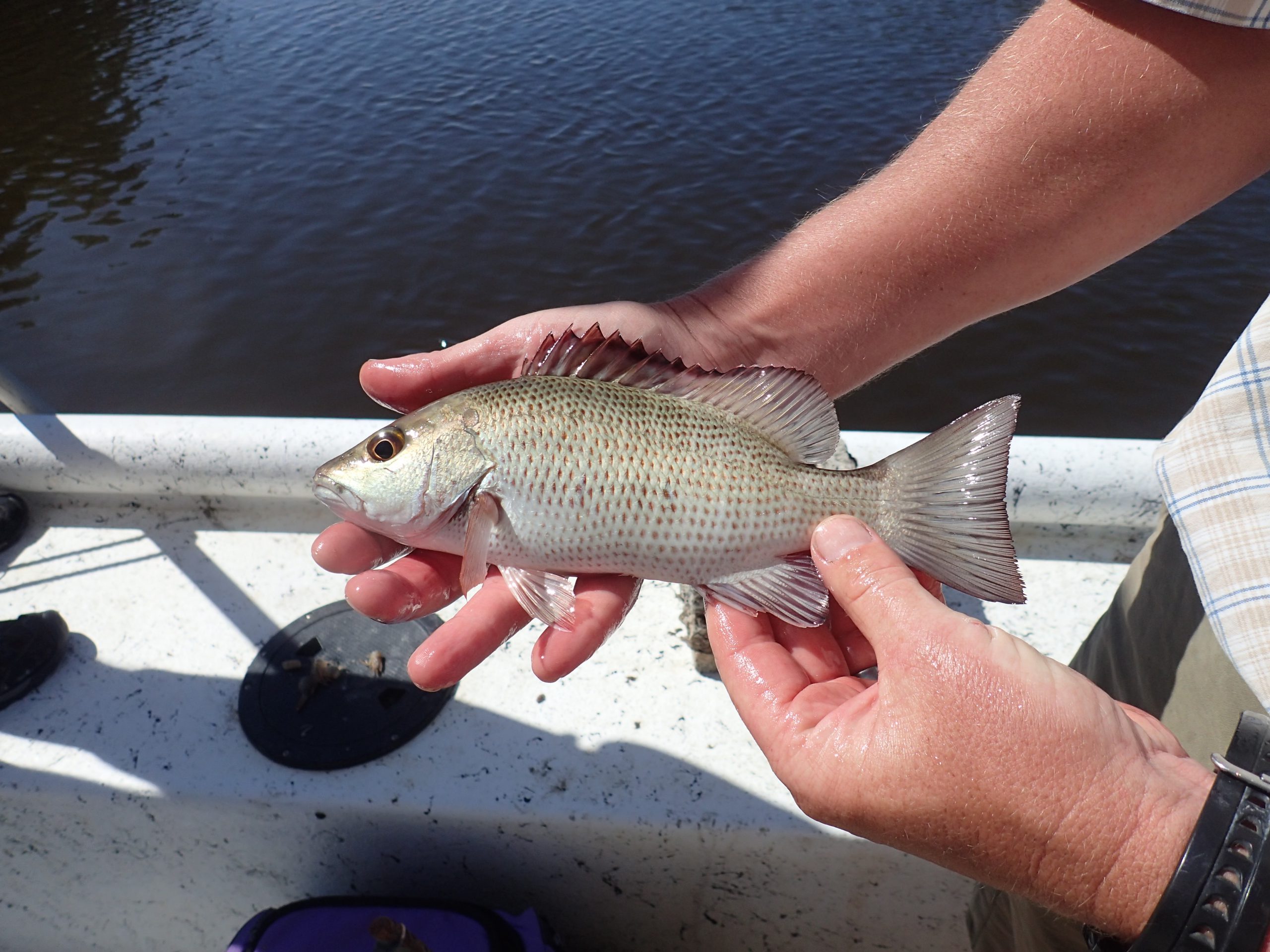 A gray snapper (Lutjanus griseus) prior to tagging. Tagged fish movements are tracked using acoustic receivers. 