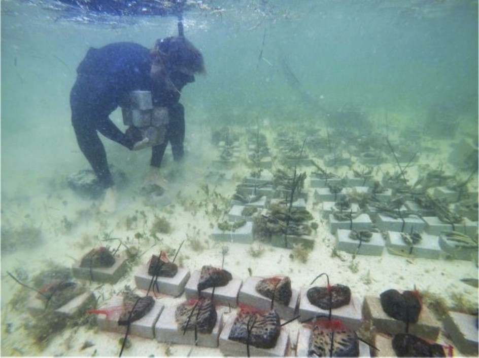 Lessons Learned: A Brief History About Restoring the Sponges of Florida Bay