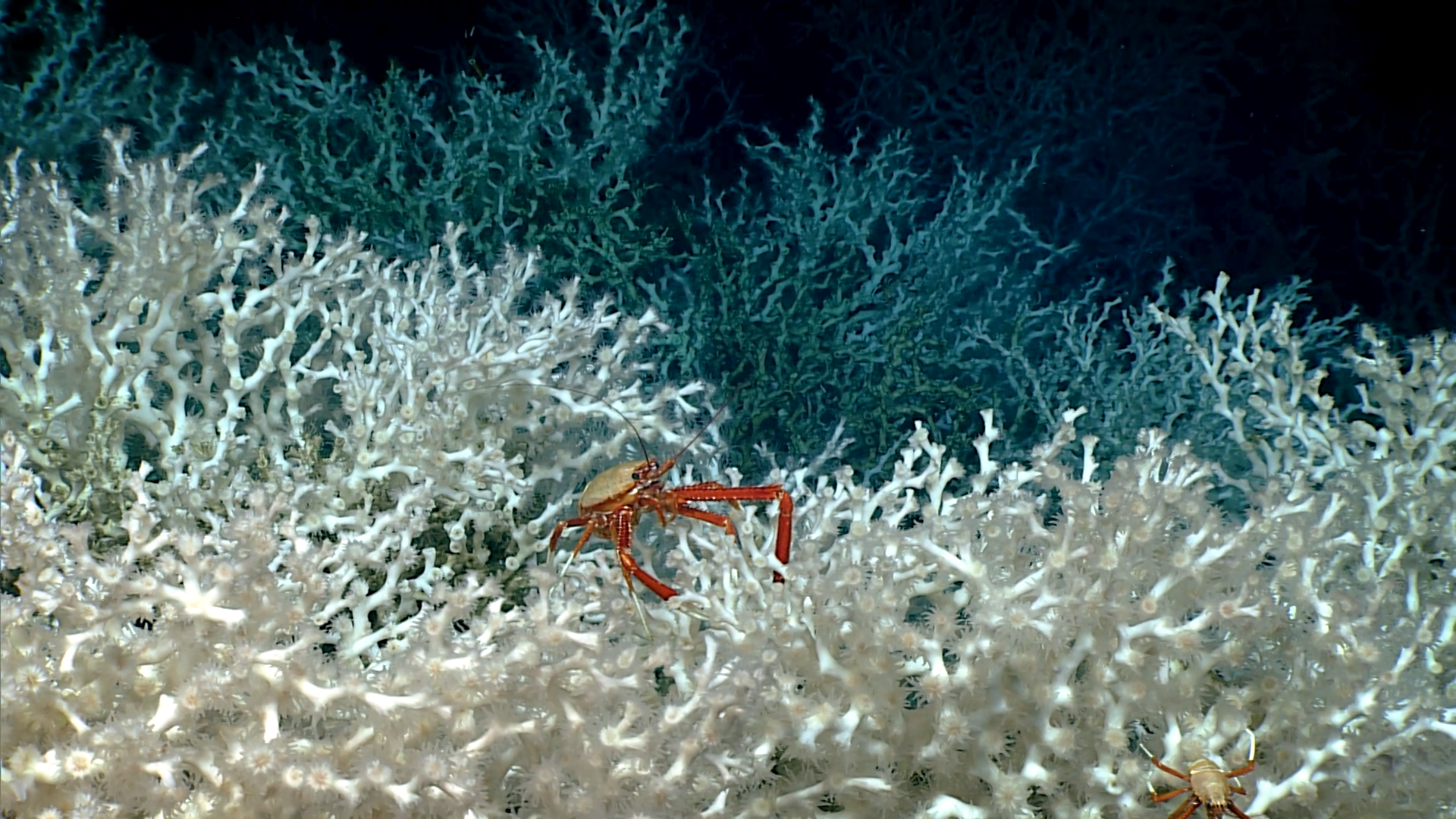 Squat lobsters on Lophelia pertusa coral at a depth of roughly 1,740 feet in the Gulf of Mexico, April 2018.