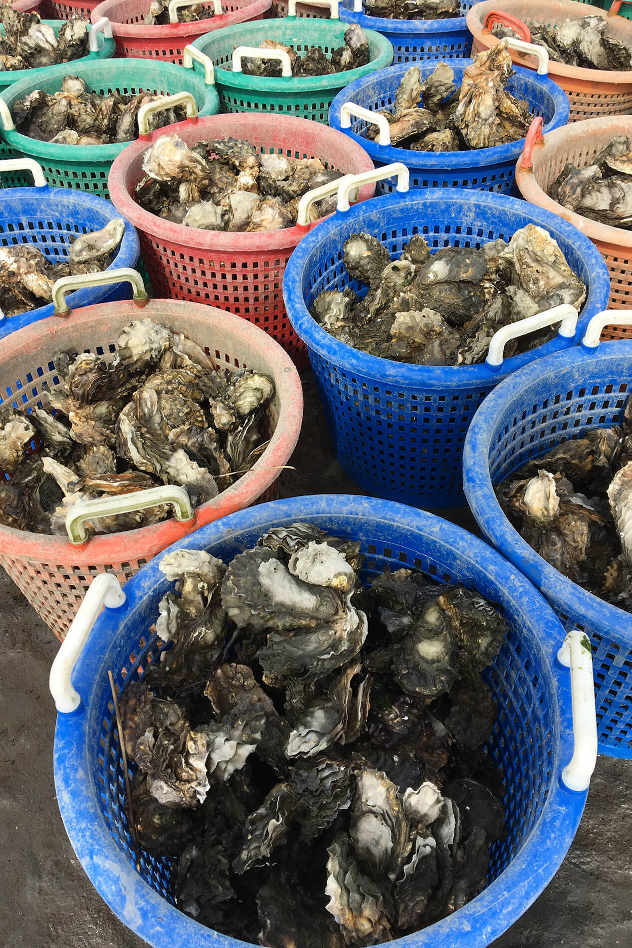 NOAA Harmful Algae Research Supports Resumption of Shellfish Trade with Europe