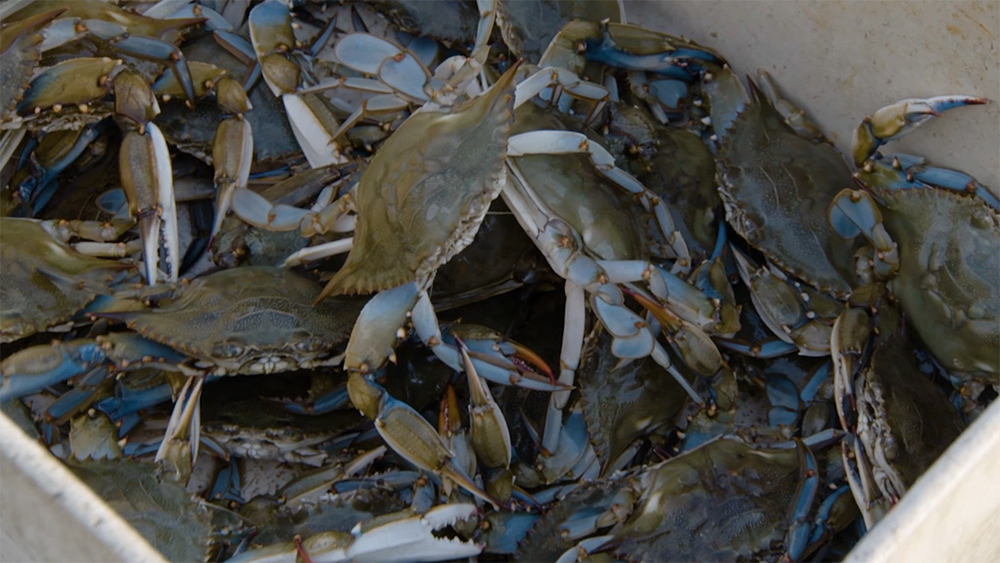 Hypoxia can harm aquatic plants and animals in Chesapeake Bay, including the region’s iconic blue crab.