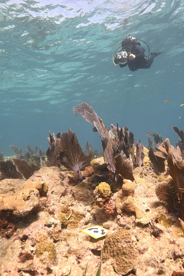 Diver (James Emm, FKNMS-FIU) collects photographs of Eastern Dry Rocks reef near Key West, Florida, as part of a joint FKNMS-NCCOS field mission.