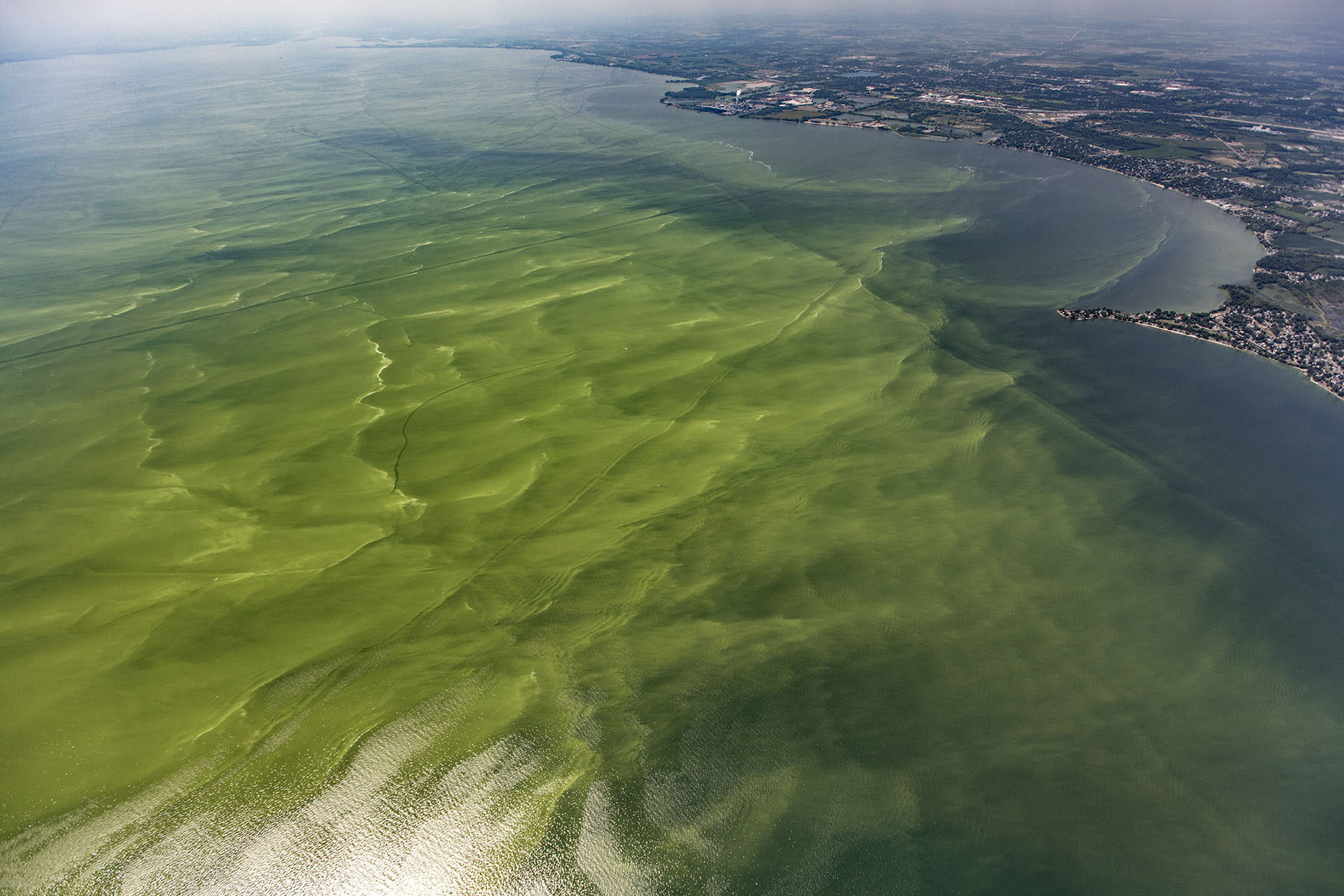 Model Predicts Reducing Only Phosphorus Will Make Lake Erie Algal Blooms More Toxic
