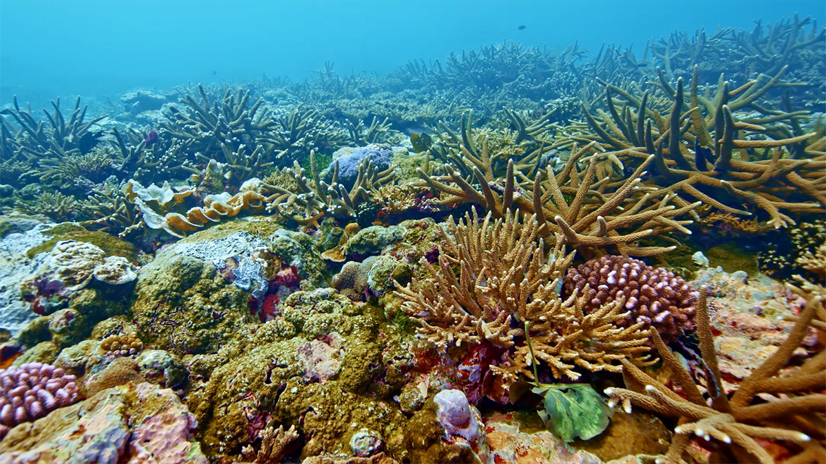 Underwater view of Fagatele Bay's coral reef ecosystem v1