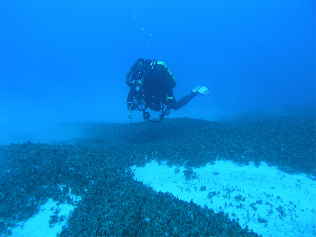 Diver measures height of invasive leather mudweed at a depth of 165 feet off south Oahu.