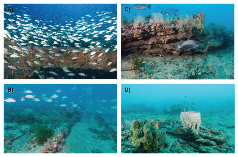 Study Calculates Area Covered by Natural vs Artificial Reefs in Southeast US
