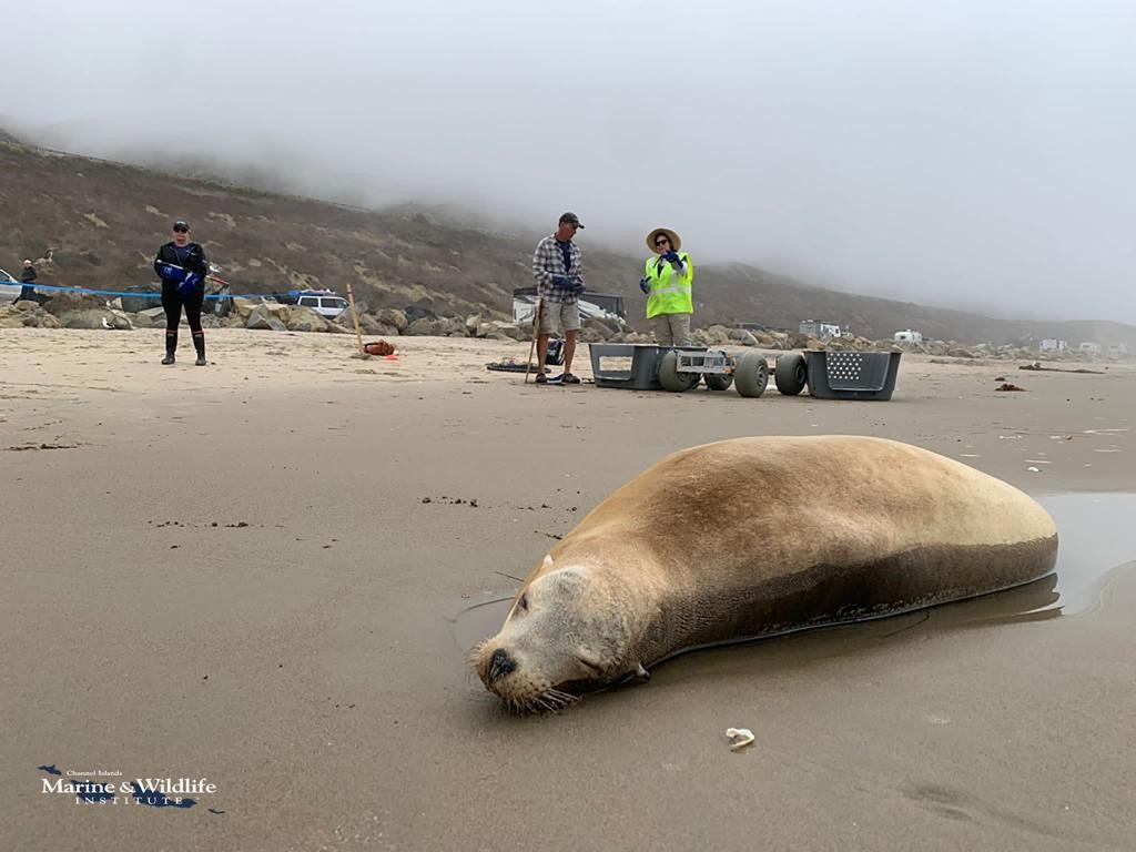 NCCOS Funds Response to Marine Mammal Mortality Event Occurring in Southern California