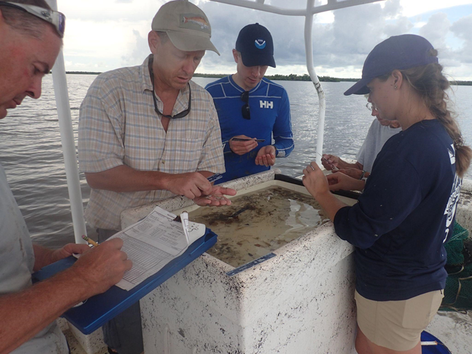 NCCOS scientists Matt Kendall (middle left) and Arliss Winship (middle right) quantify trawl catch in southwest Florida with staff from the Rookery Bay National Estuarine Research Reserve.