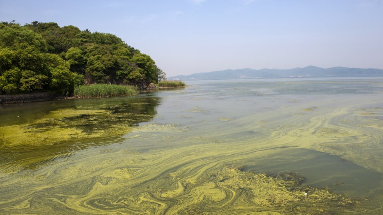 NCCOS Awards $16.1M for Harmful Algal Bloom Research, Monitoring, and Control