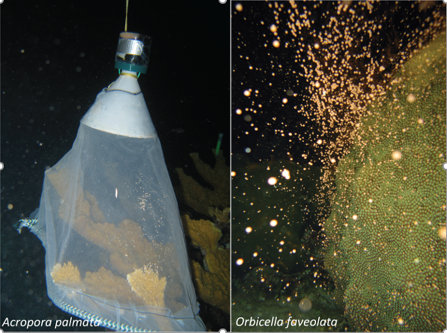 Gametes are released by elkhorn coral (Acropora palmata) and mountainous star coral (Orbicella faveolata) and collected by custom netted instruments for transport to the surface. 