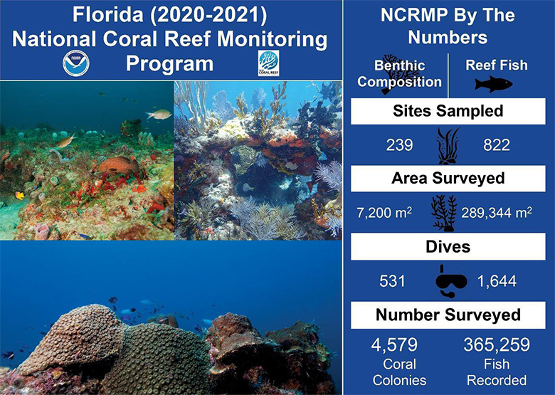 New Report Summarizes National Coral Reef Monitoring Program Biological Surveys in Florida